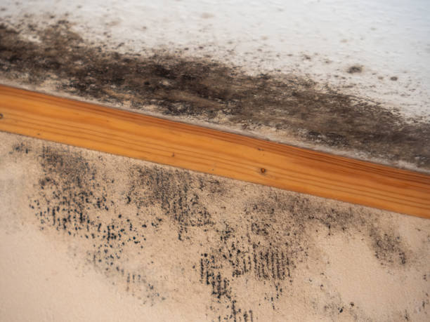 Best Air Quality Testing for Mold Spores  in Middleburg, PA
